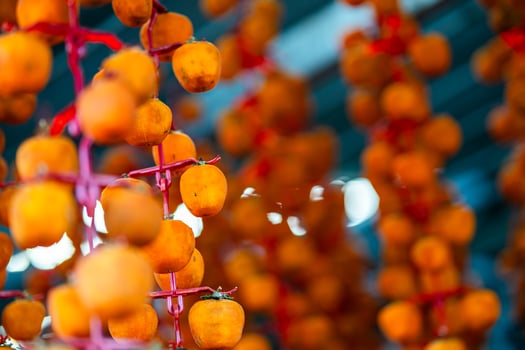 Hanged vietnamese persimmons, traditional food - Dried persimmons in Dalat, Vietnam photo