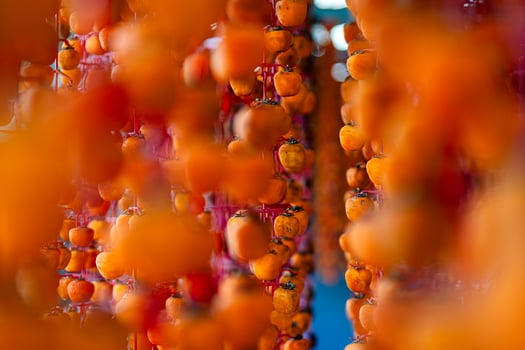 Hanged vietnamese persimmons, traditional food - Dried persimmons in Dalat, Vietnam photo