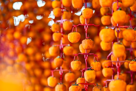 Hanged vietnamese persimmons, traditional food - Dried persimmons in Dalat, Vietnam photo