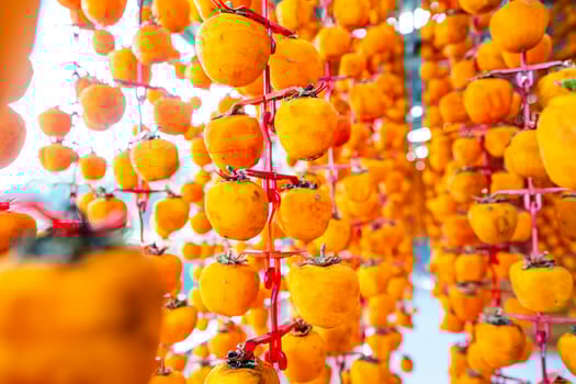 Hanged vietnamese persimmons, traditional food - Dried persimmons in Dalat, Vietnam photo