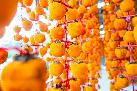 Hanged vietnamese persimmons, traditional food - Dried persimmons in Dalat, Vietnam photo