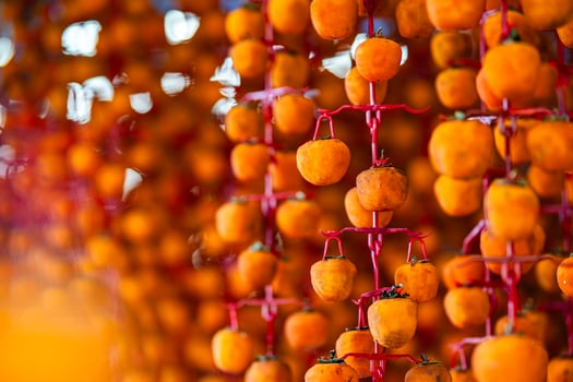 Hanged vietnamese persimmons, traditional food - Dried persimmons in Dalat, Vietnam photo