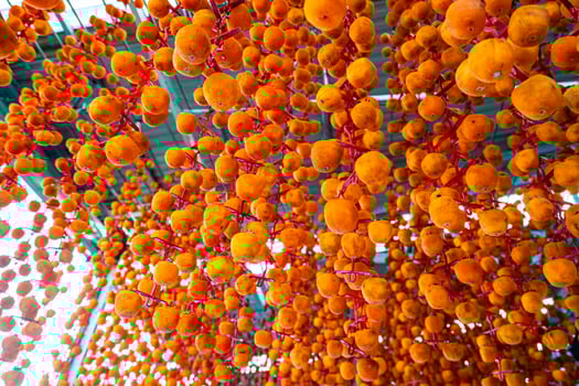 Hanged vietnamese persimmons, traditional food - Dried persimmons in Dalat, Vietnam photo