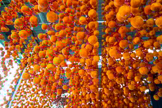 Hanged vietnamese persimmons, traditional food - Dried persimmons in Dalat, Vietnam photo