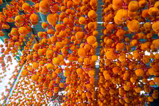 Hanged vietnamese persimmons, traditional food - Dried persimmons in Dalat, Vietnam photo