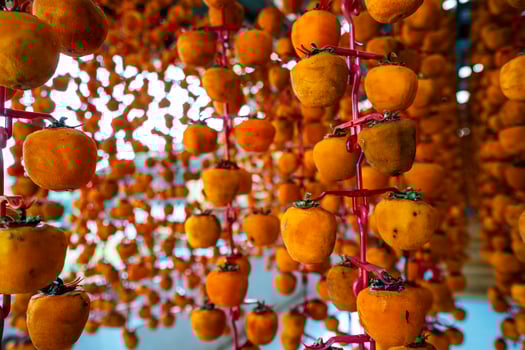 Hanged vietnamese persimmons, traditional food - Dried persimmons in Dalat, Vietnam photo