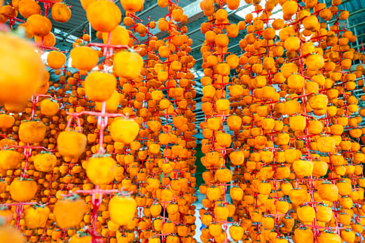 Hanged vietnamese persimmons, traditional food - Dried persimmons in Dalat, Vietnam photo