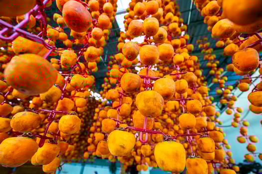 Hanged vietnamese persimmons, traditional food - Dried persimmons in Dalat, Vietnam photo