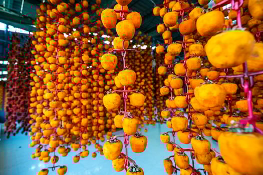 Hanged vietnamese persimmons, traditional food - Dried persimmons in Dalat, Vietnam photo