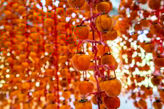 Hanged vietnamese persimmons, traditional food - Dried persimmons in Dalat, Vietnam photo