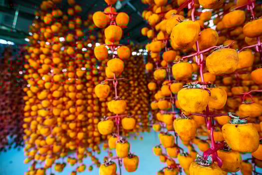 Hanged vietnamese persimmons, traditional food - Dried persimmons in Dalat, Vietnam photo