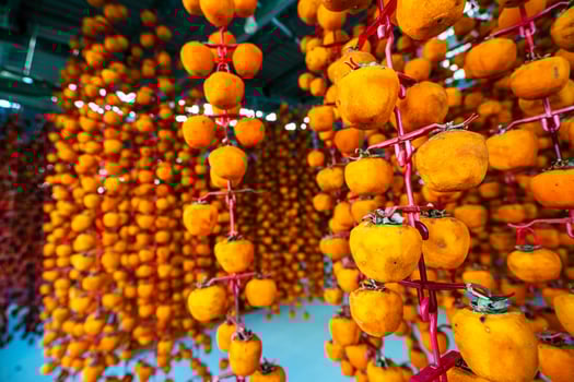 Hanged vietnamese persimmons, traditional food - Dried persimmons in Dalat, Vietnam photo