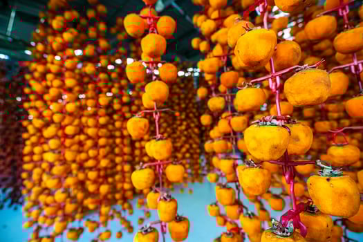 Hanged vietnamese persimmons, traditional food - Dried persimmons in Dalat, Vietnam photo