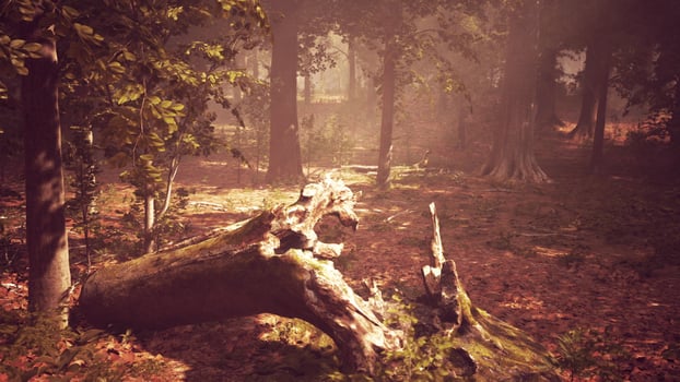 Rays of sunlight in a misty forest in autumn create a magical mood photo