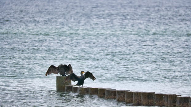 Cormorant on a groyne on the Baltic Sea. The birds dry their feathers in the sun photo
