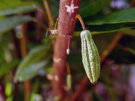 Green small Cocoa pods branch with young fruit and blooming cocoa flowers grow on trees. The cocoa tree Theobroma cacao  with fruits, Raw cacao tree plant fruit plantation photo