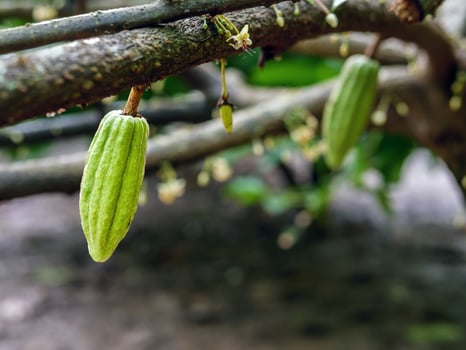 Green small Cocoa pods branch with young fruit and blooming cocoa flowers grow on trees. The cocoa tree Theobroma cacao  with fruits, Raw cacao tree plant fruit plantation photo