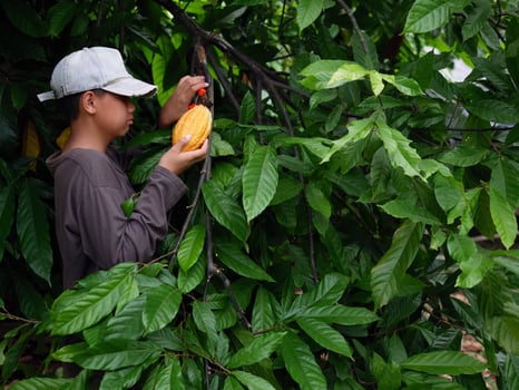 Cocoa farmer use pruning shears to cut the cocoa pods or fruit ripe yellow cacao from the cacao tree. Harvest the agricultural cocoa business produces. photo
