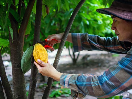 Cocoa farmer use pruning shears to cut the cocoa pods or fruit ripe yellow cacao from the cacao tree. Harvest the agricultural cocoa business produces. photo