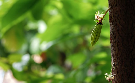 Green small Cocoa pods branch with young fruit and blooming cocoa flowers grow on trees. The cocoa tree Theobroma cacao  with fruits, Raw cacao tree plant fruit plantation photo