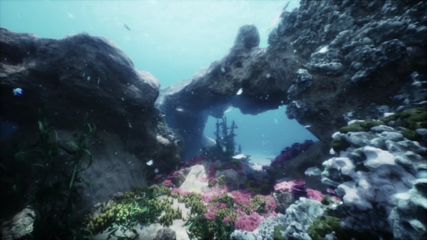 Tropical sea underwater with coral reefs and fish photo
