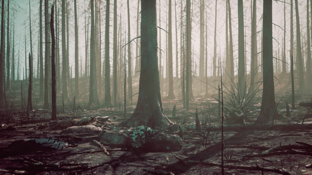 forest with smoke arter fire photo