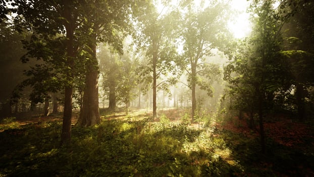 Panoramic view of the majestic evergreen forest in a morning fog photo