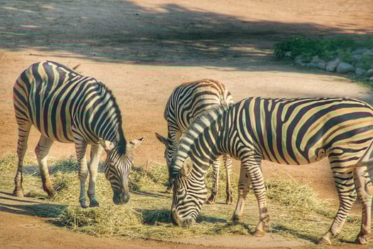 3 zebras standing in the sun eating a tree photo