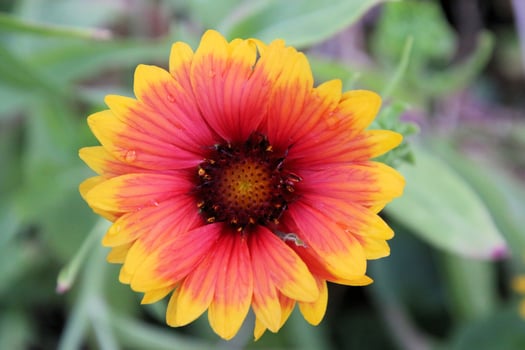 A view of a Flower in a garden photo