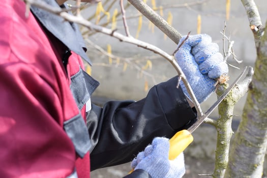man cuts down a tree branch with a hand garden saw. Pruning fruit trees in the garden. photo