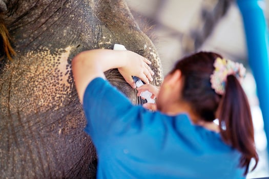Closeup veterinarian is using saline in a syringe to wash out the inflamed eyes of a sick elephant in the elephant hospital. photo