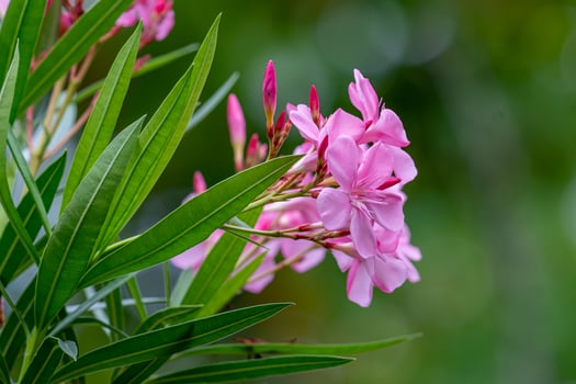 Pink Sweet Oleander, Rose bay blooming in the garden photo