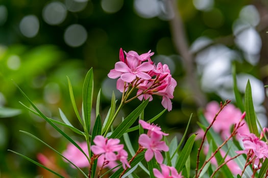 Pink Sweet Oleander, Rose bay blooming in the garden photo