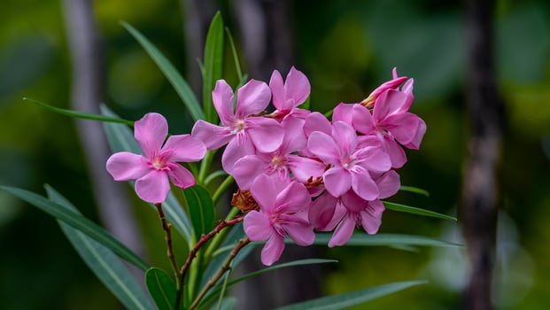 Pink Sweet Oleander, Rose bay blooming in the garden photo