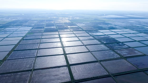 Flooded rice paddies. Agronomic methods of growing rice photo