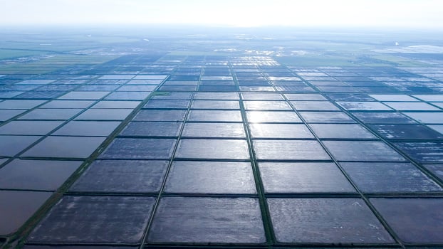 Flooded rice paddies. Agronomic methods of growing rice photo