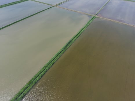 Flooded rice paddies. Agronomic methods of growing rice in the f photo