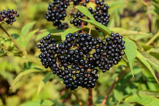 The elder berries photo
