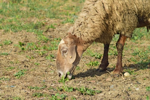 Sheep in the pasture photo
