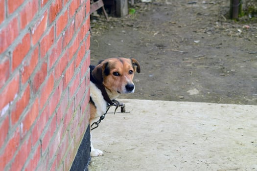 Mongrel dog on a chain photo