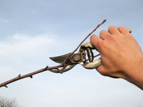 Pruning shears trees photo