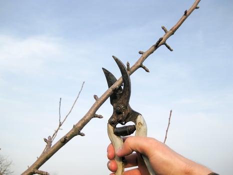 Pruning shears trees photo