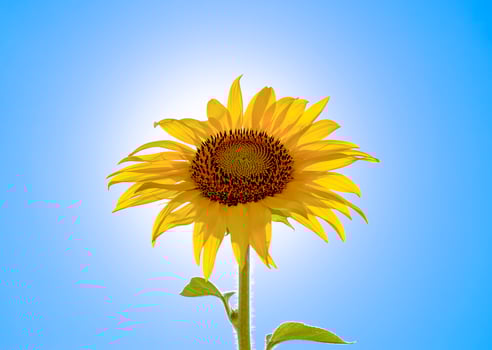 A blossoming sunflower against a blue sky and sun. photo