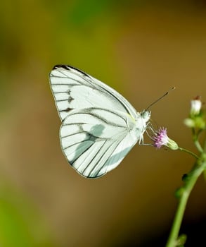 Beautiful butterfly in nature,Nature Images,beauty in nature, freshness,photography photo