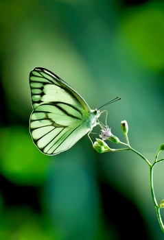 Beautiful butterfly in nature,Nature Images,beauty in nature, freshness,photography photo
