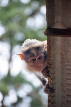 Rhesus Monkey sitting and looking around photo
