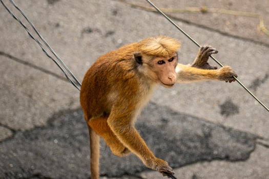Picture of the toque macaque is a reddish brown coloured Old World monkey endemic to Sri Lanka photo