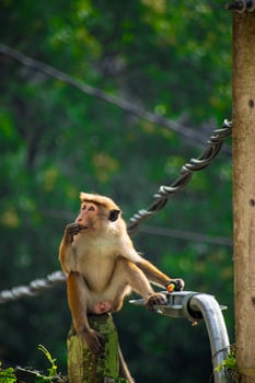 Picture of the toque macaque is a reddish brown coloured Old World monkey endemic to Sri Lanka photo