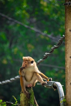 Picture of the toque macaque is a reddish brown coloured Old World monkey endemic to Sri Lanka photo