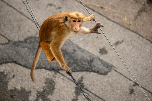 Picture of the toque macaque is a reddish brown coloured Old World monkey endemic to Sri Lanka photo